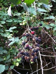 Blackberries for lunch!